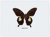 藏品(大白紋鳳蝶)的圖片